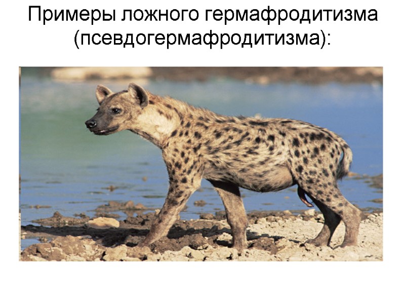 Примеры ложного гермафродитизма (псевдогермафродитизма): Примеры ложного гермафродитизма (псевдогермафродитизма):